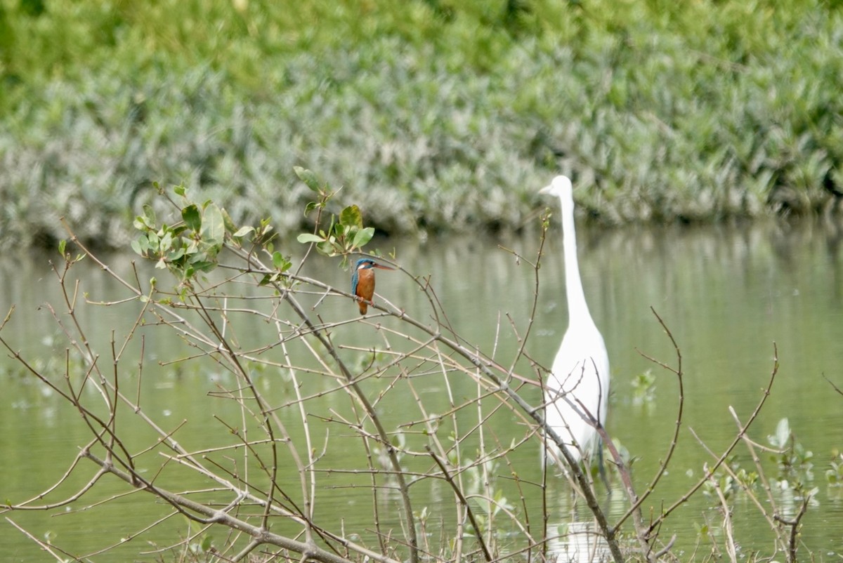Common Kingfisher - Lam Chan