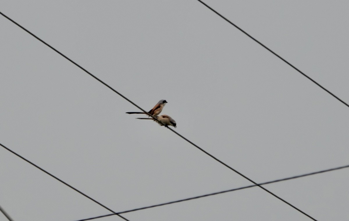 Long-tailed Shrike - Lam Chan