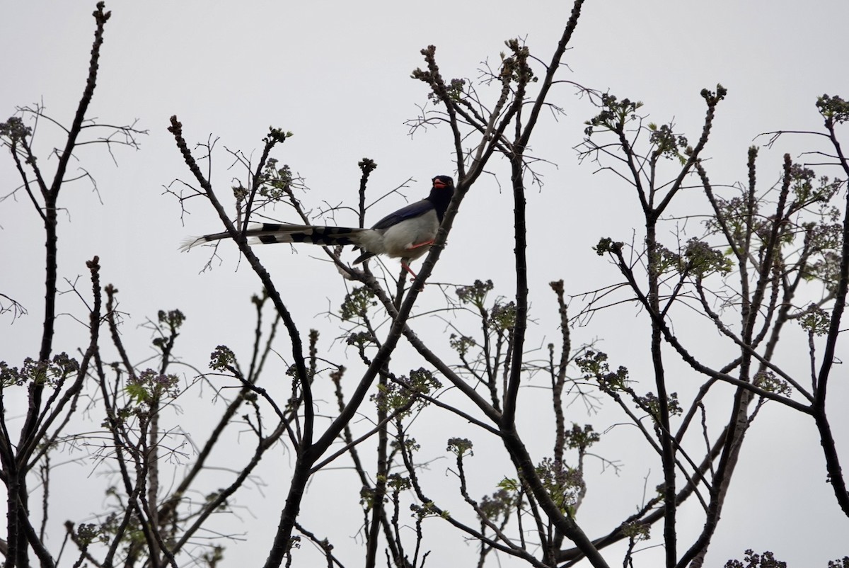 Red-billed Blue-Magpie - Lam Chan