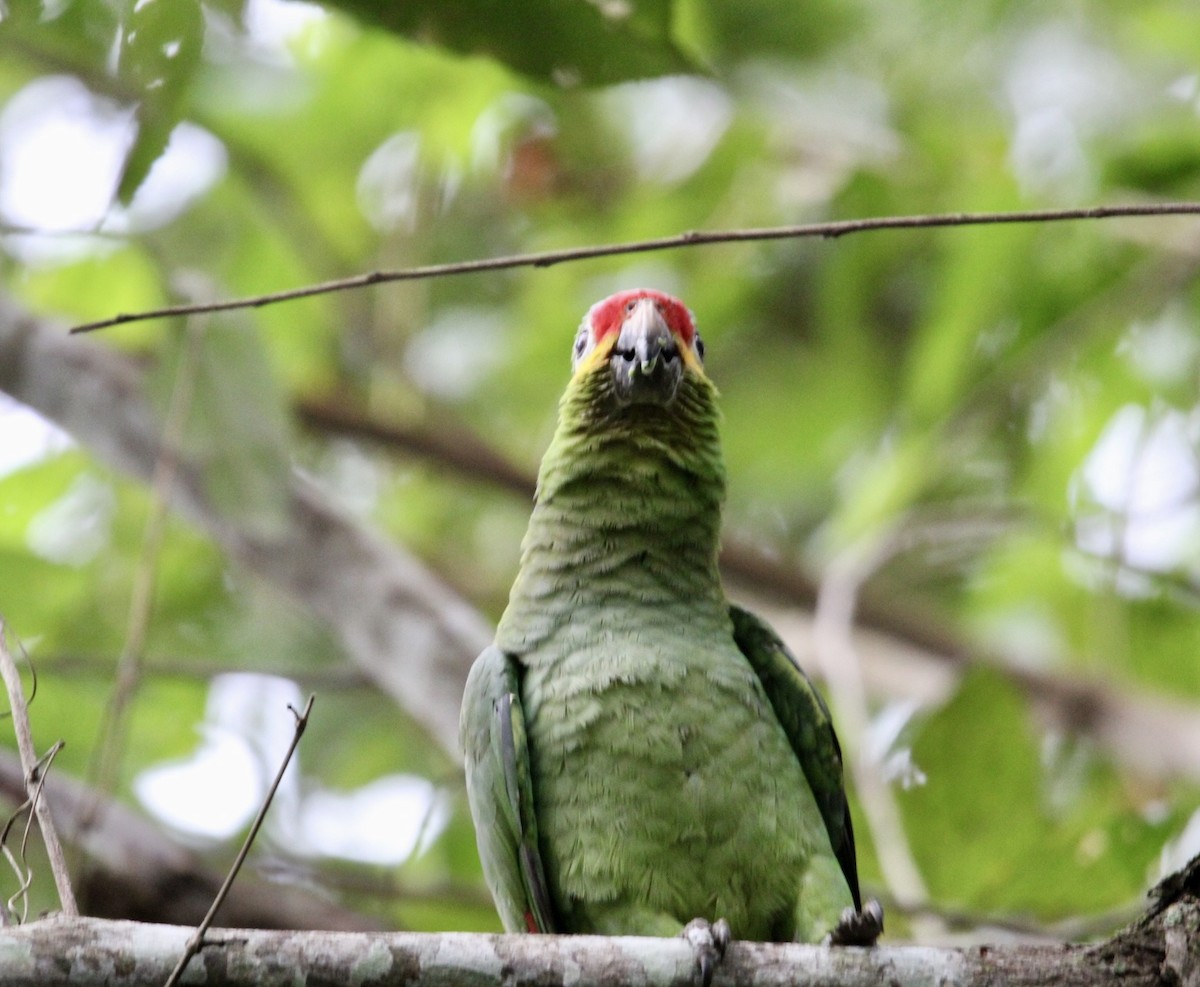 Red-lored Parrot - ML616461316