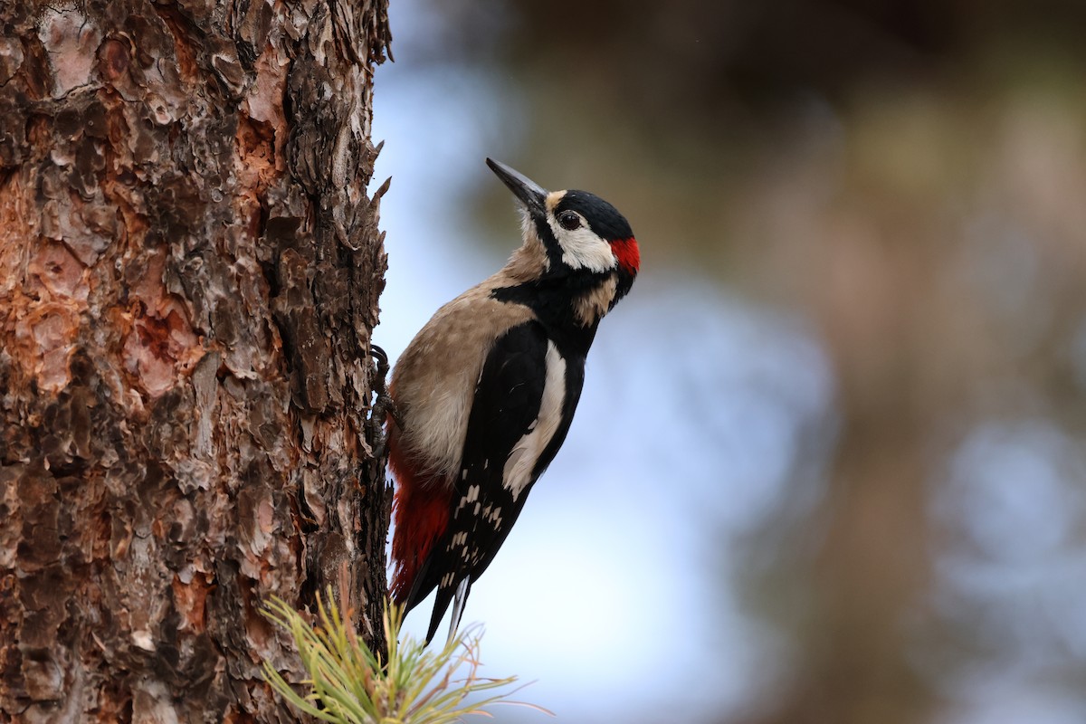 Great Spotted Woodpecker (Canarian) - ML616461326