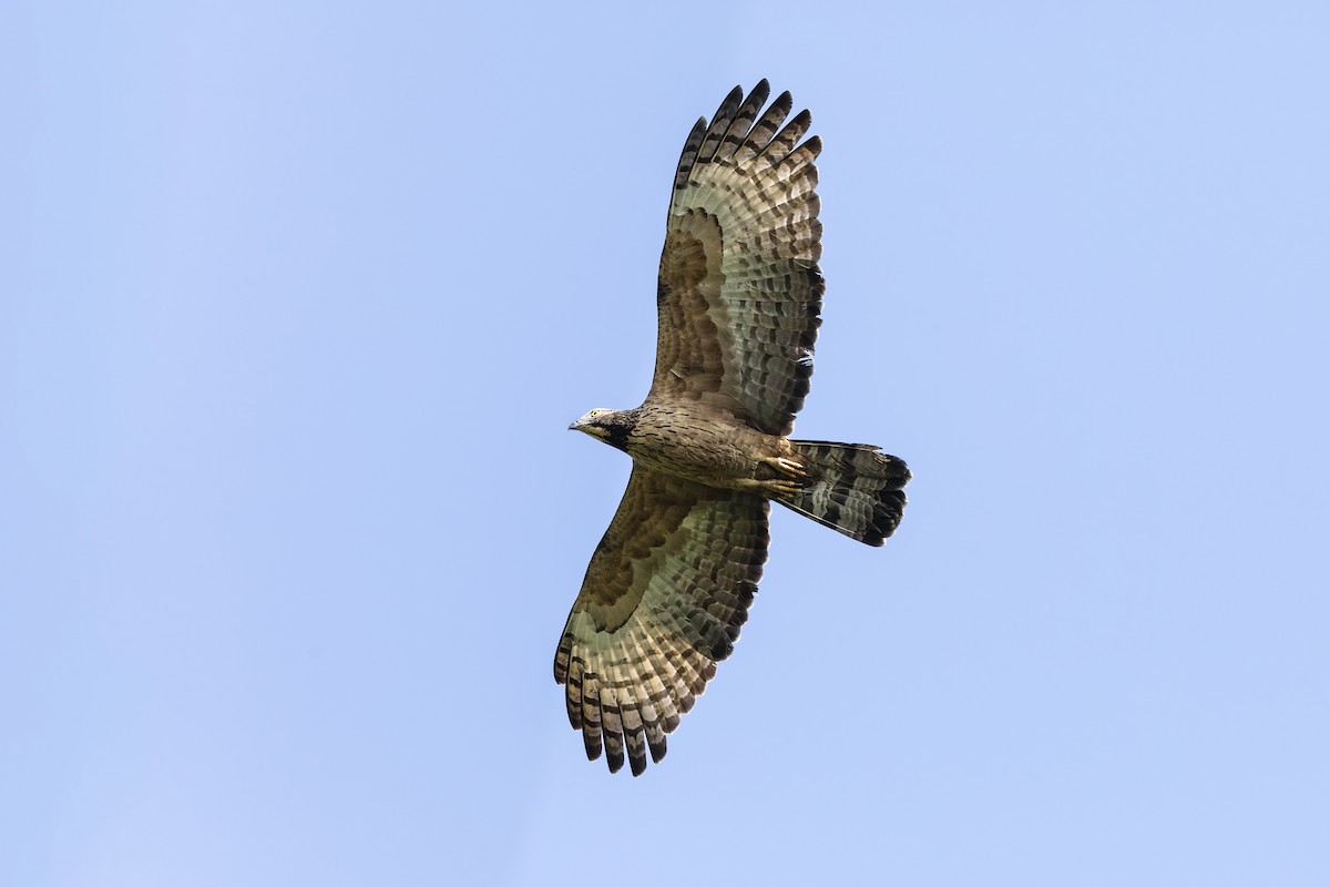 Oriental Honey-buzzard (Indomalayan) - ML616461398