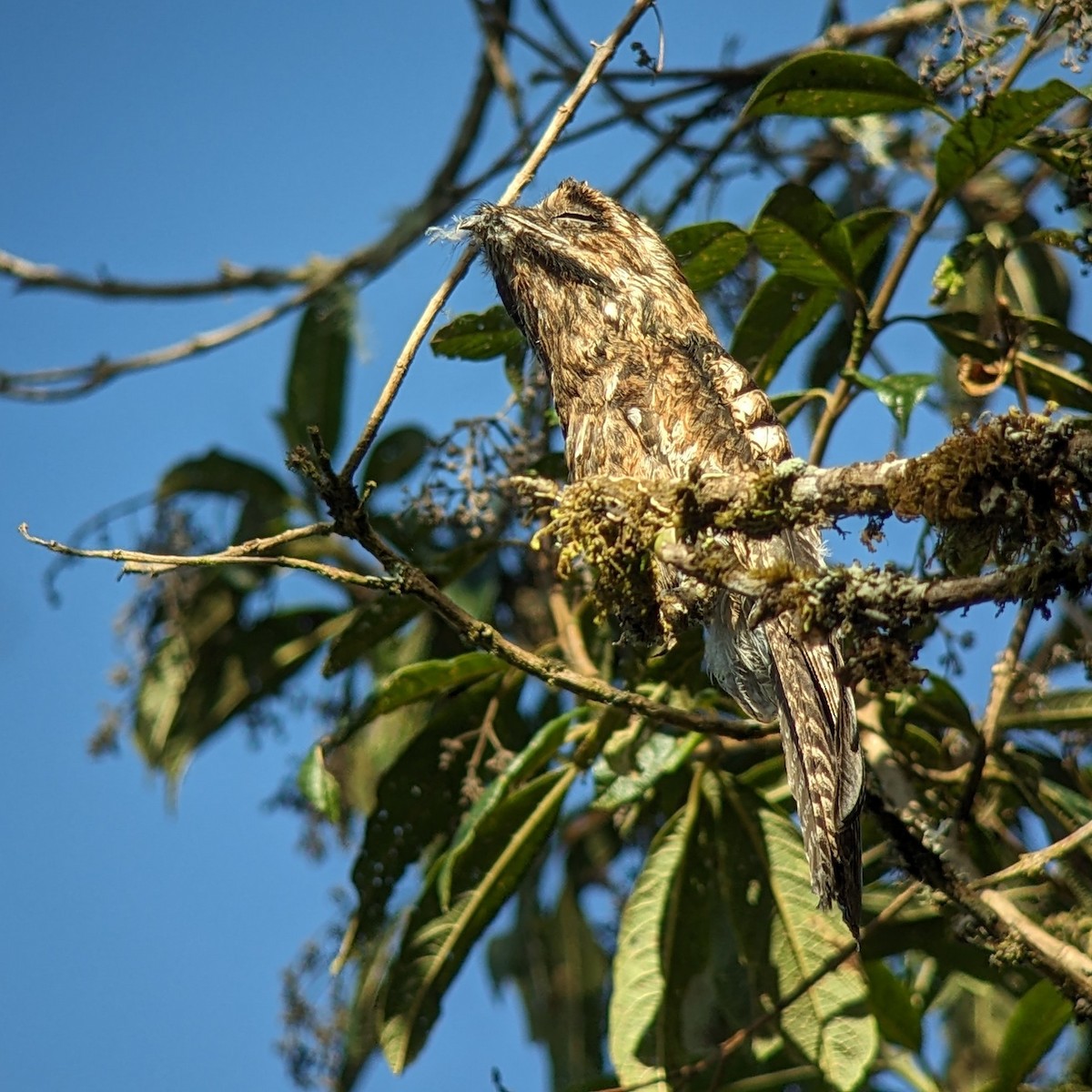 Andean Potoo - ML616461477