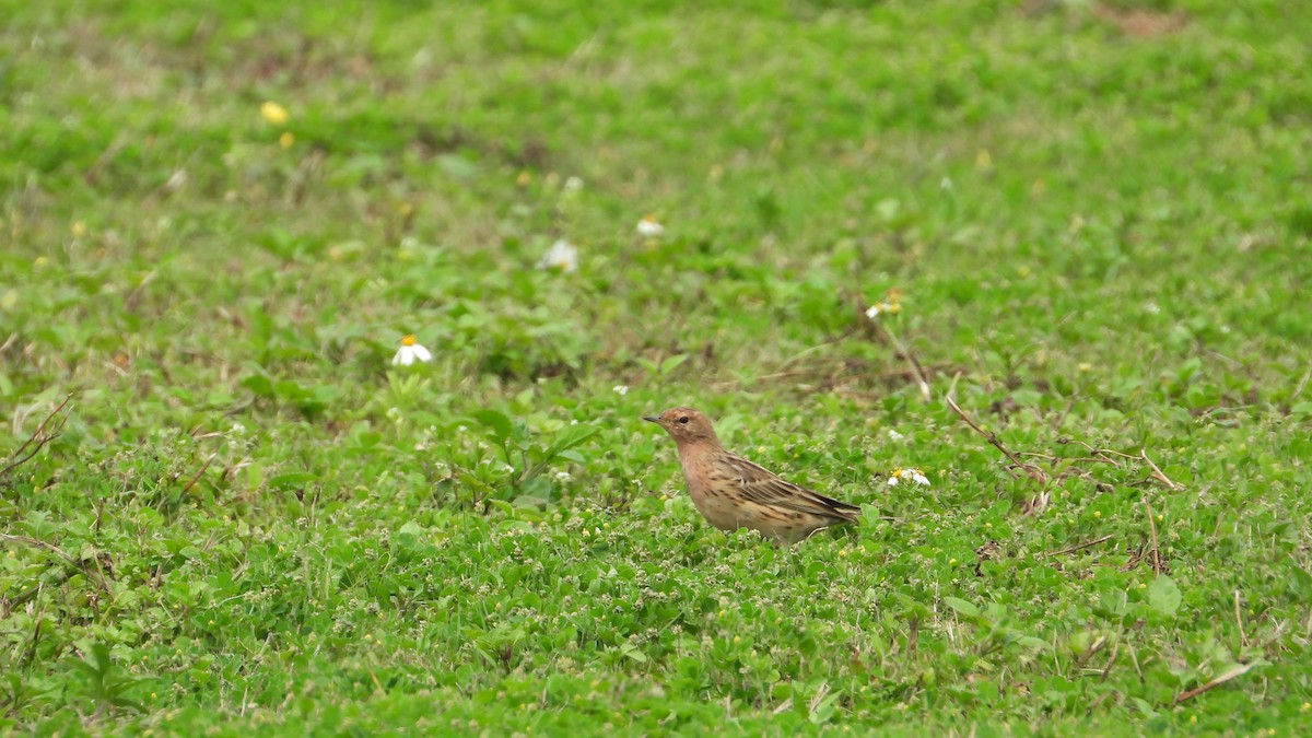 Red-throated Pipit - Andy Buchsbaum
