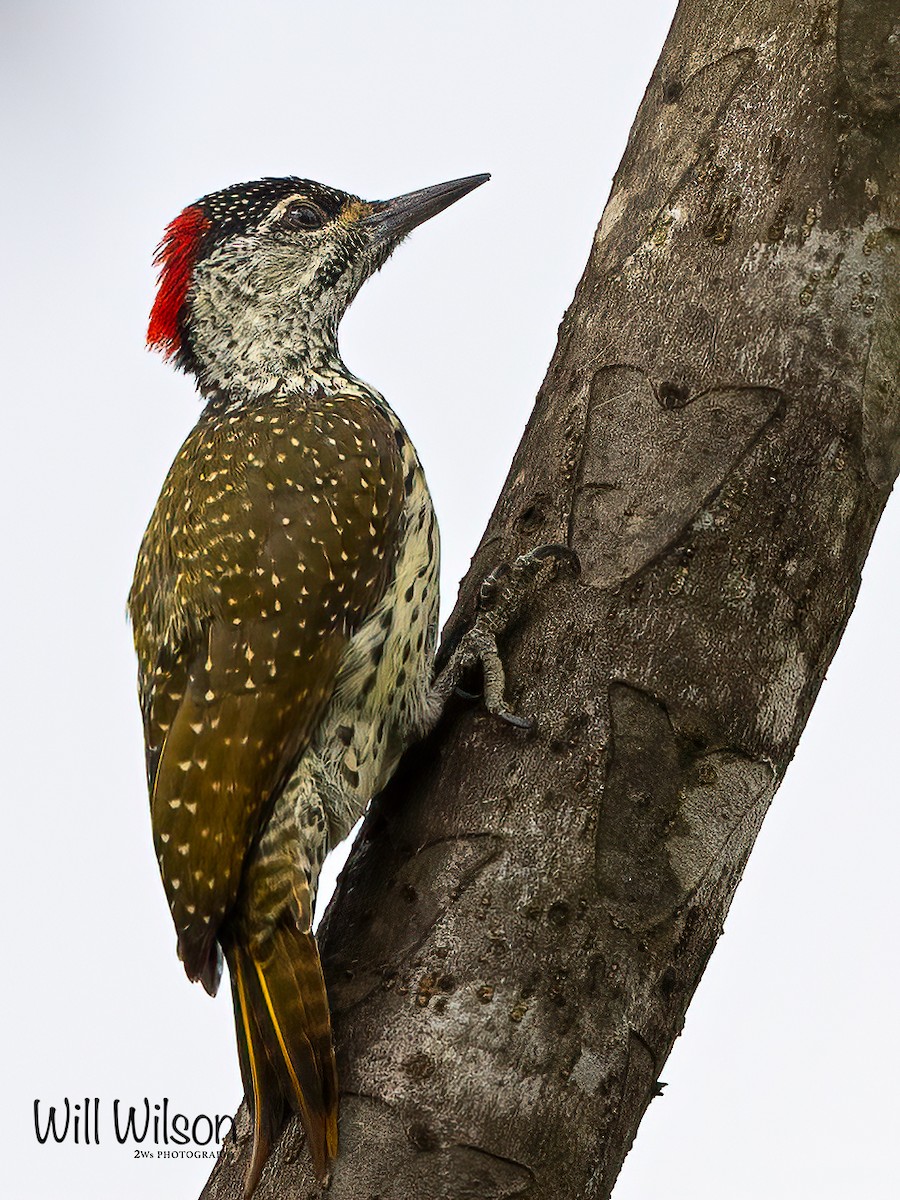 Golden-tailed Woodpecker - ML616462021