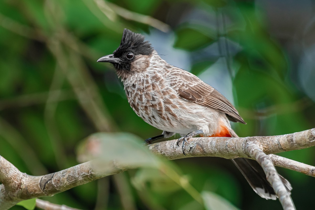 Red-vented Bulbul - ML616462047