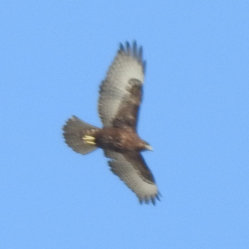 Red-tailed Hawk - ML616462120