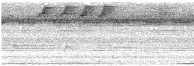 Phapitréron à oreillons blancs (brevirostris/occipitalis) - ML616462177