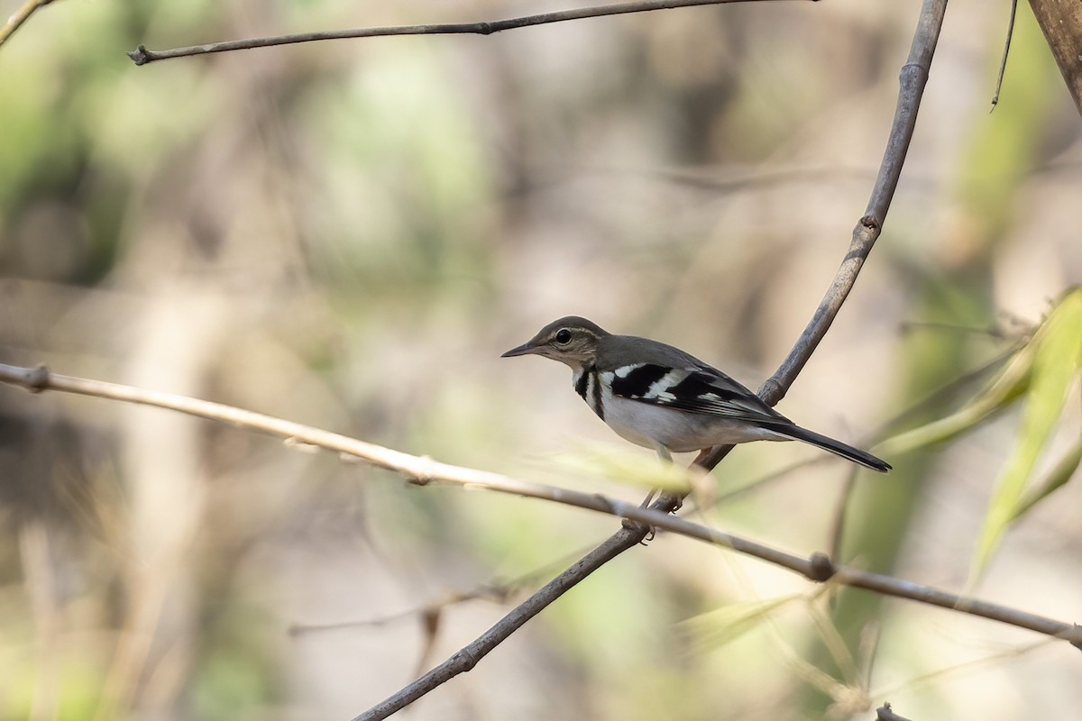 Forest Wagtail - ML616462183