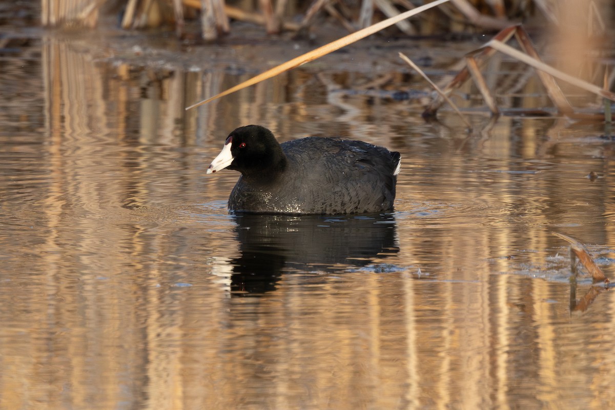 American Coot (Red-shielded) - ML616462228