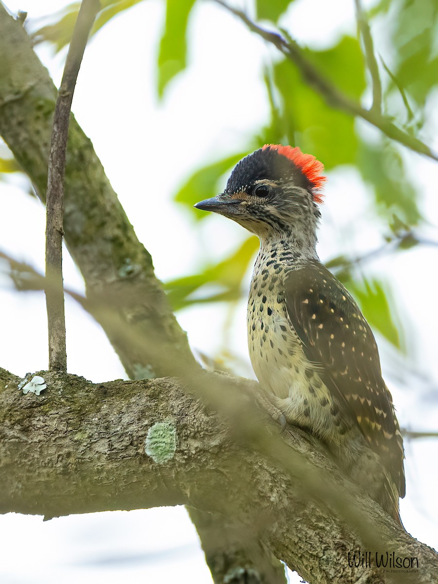 Green-backed Woodpecker - ML616462229