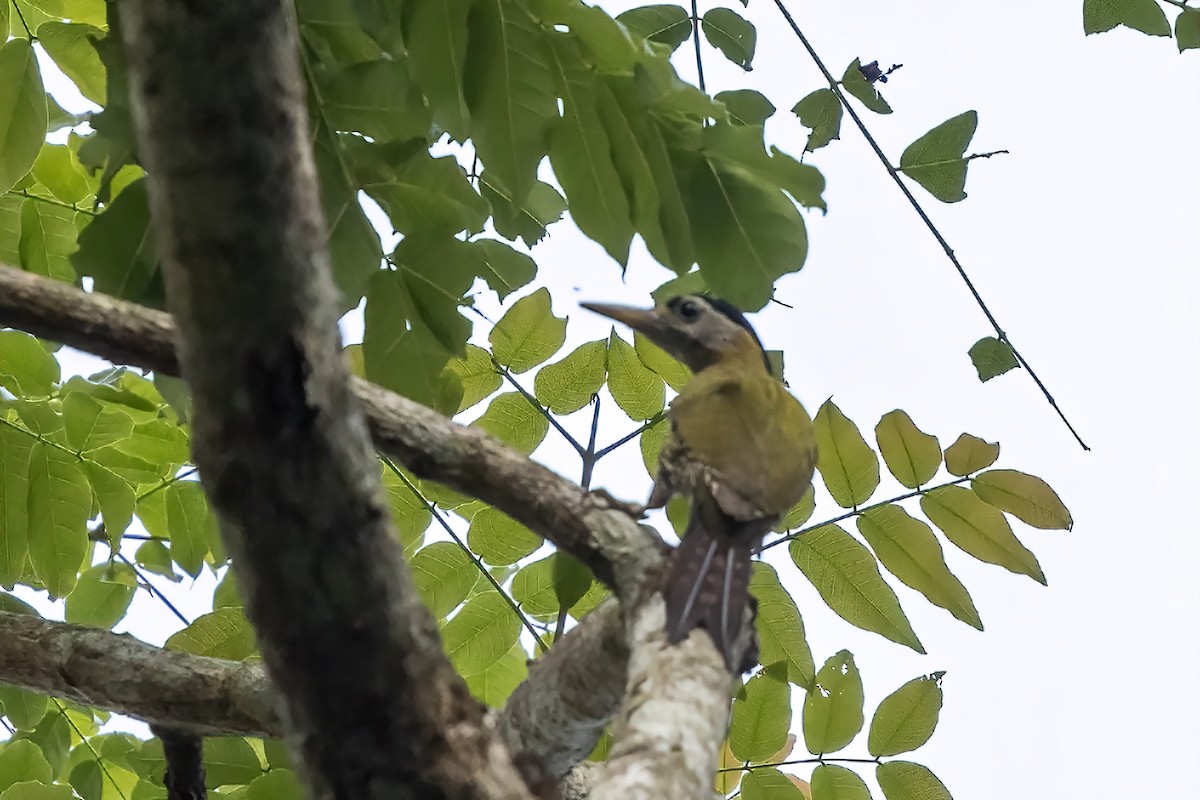 Streak-breasted Woodpecker - Niall D Perrins