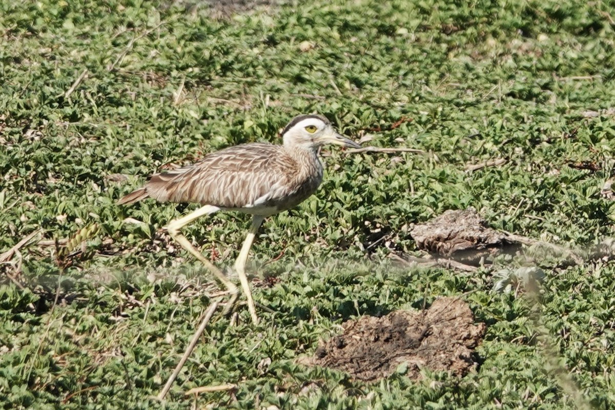 Double-striped Thick-knee - ML616462500