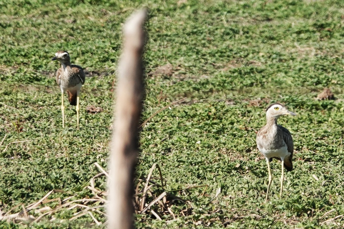 Double-striped Thick-knee - ML616462501