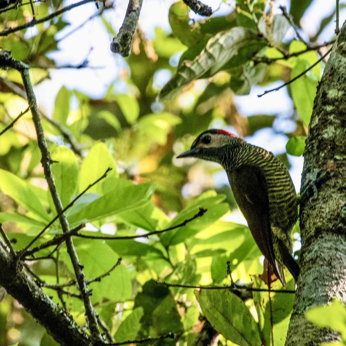 Golden-olive Woodpecker - ML616462539