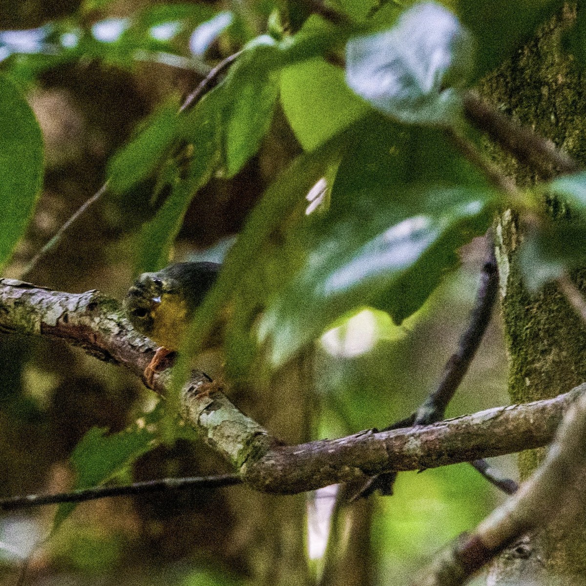 Golden-crowned Warbler - ML616462553