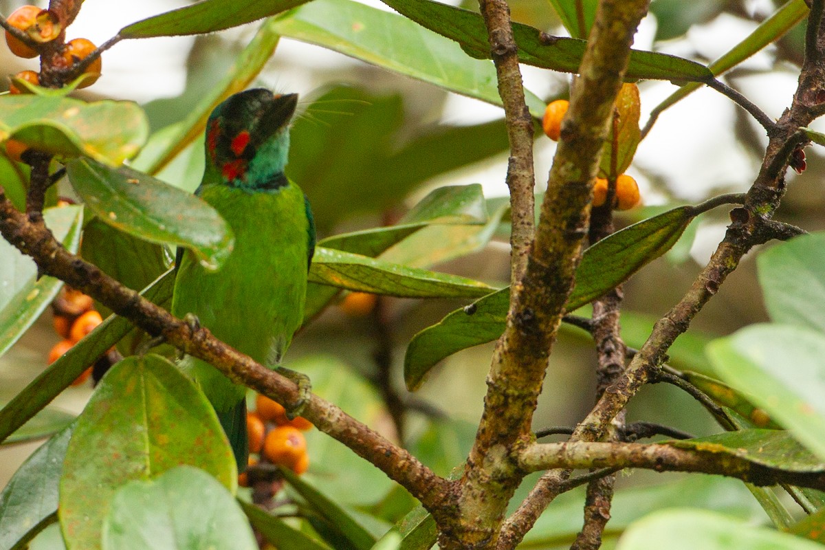 Red-throated Barbet - ML616462842
