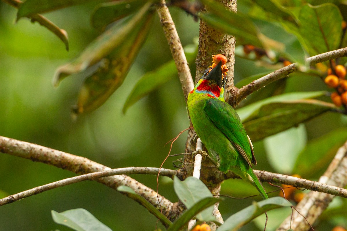 Red-throated Barbet - ML616462843