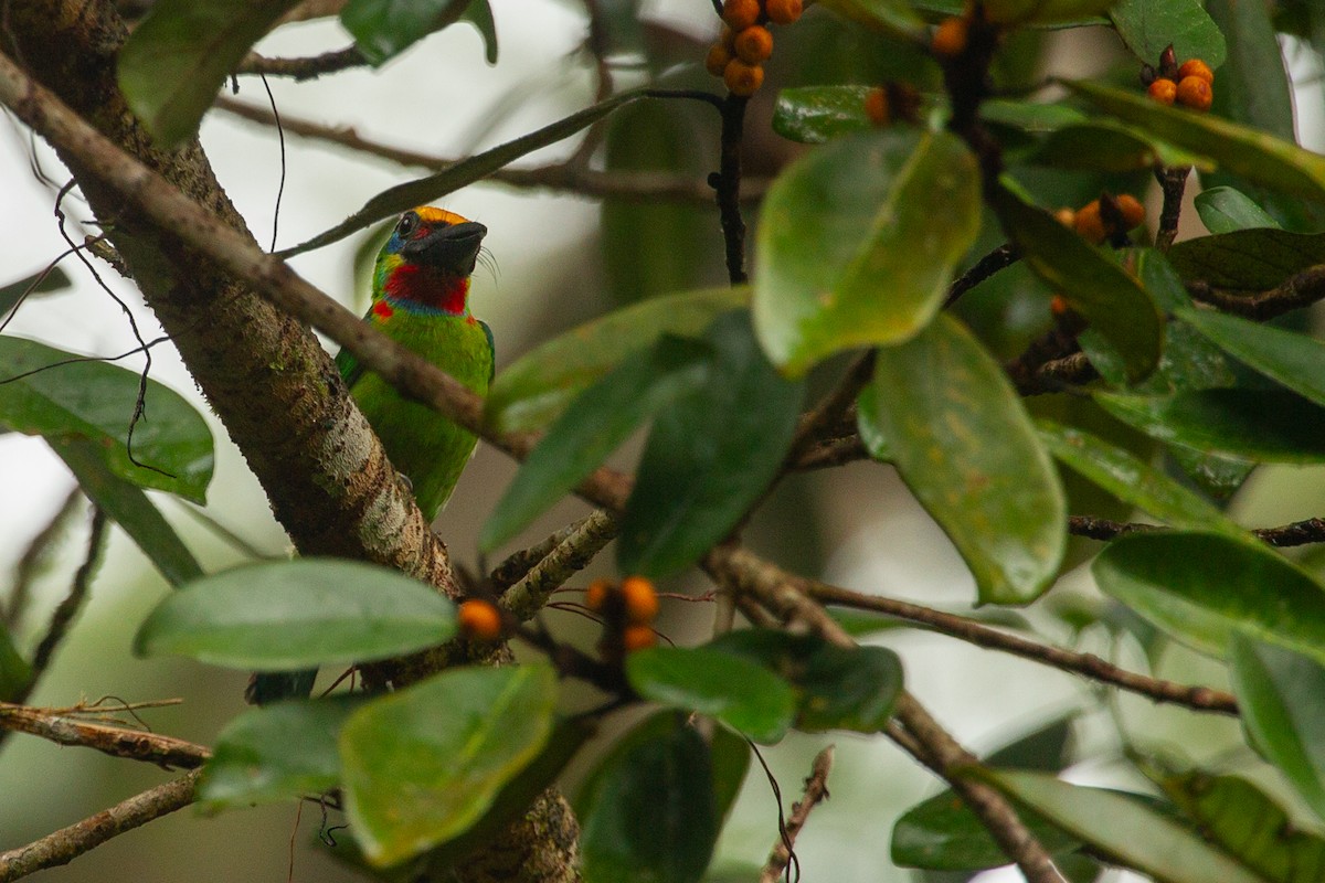 Red-throated Barbet - ML616462844