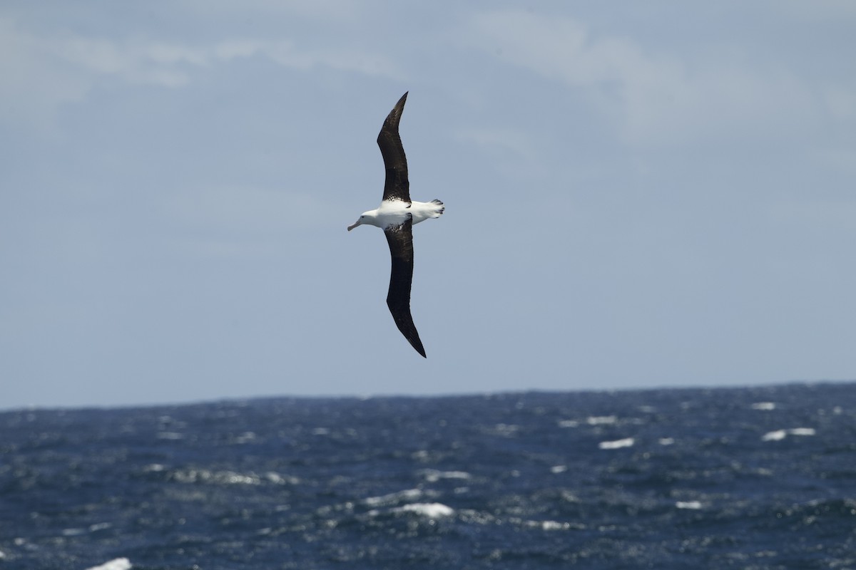 Northern Royal Albatross - Adrian Boyle