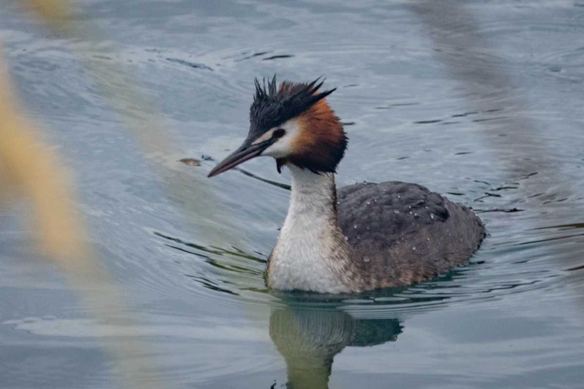 Great Crested Grebe - ML616462897