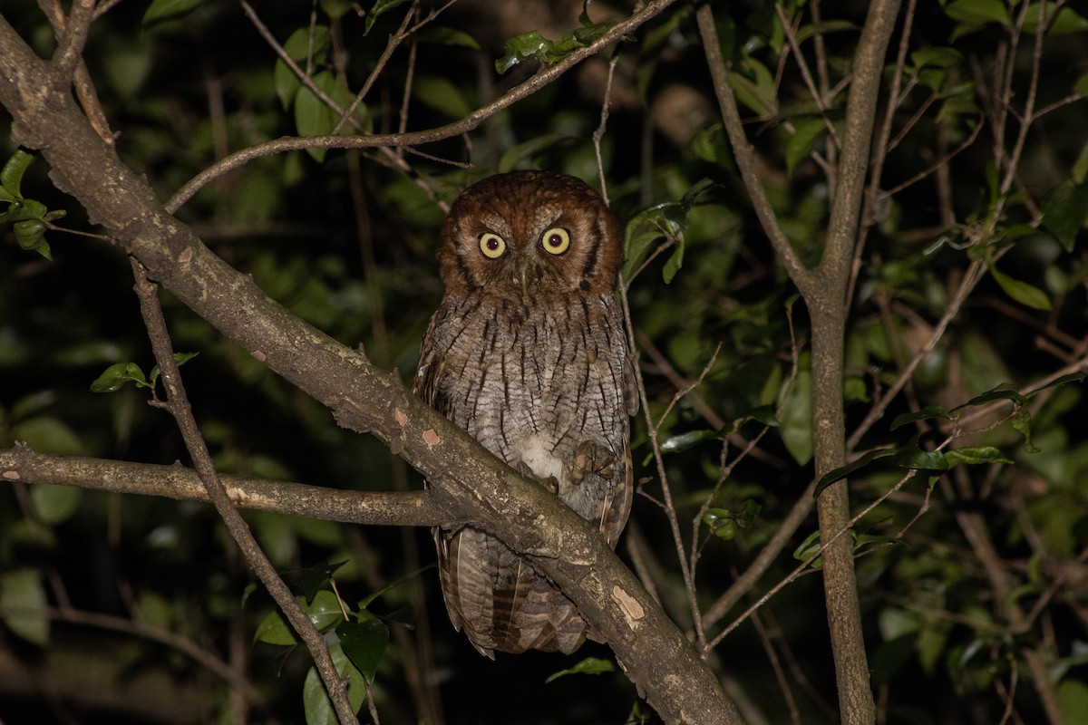 Tropical Screech-Owl - Leonardo Passalacqua