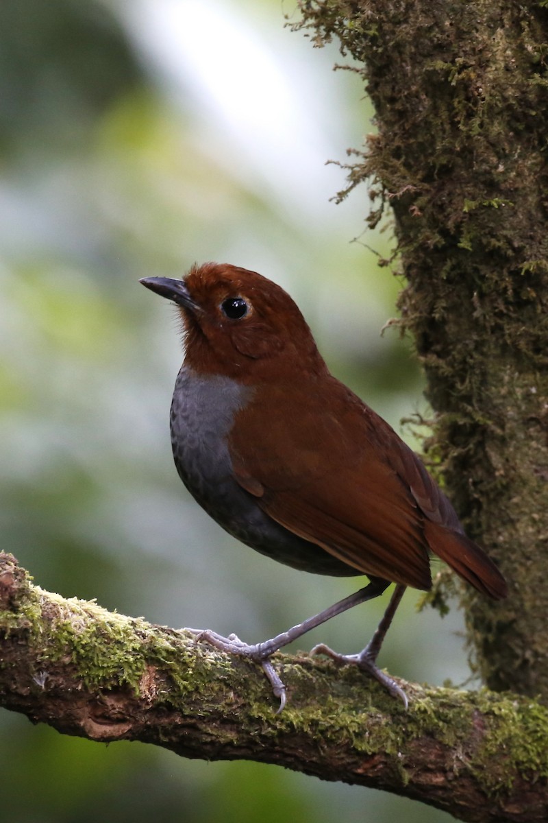 Brown-banded Antpitta - ML616463130