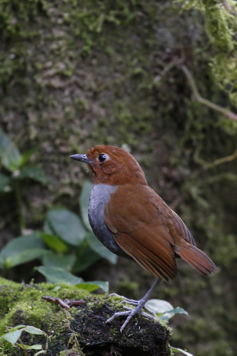 Brown-banded Antpitta - ML616463131