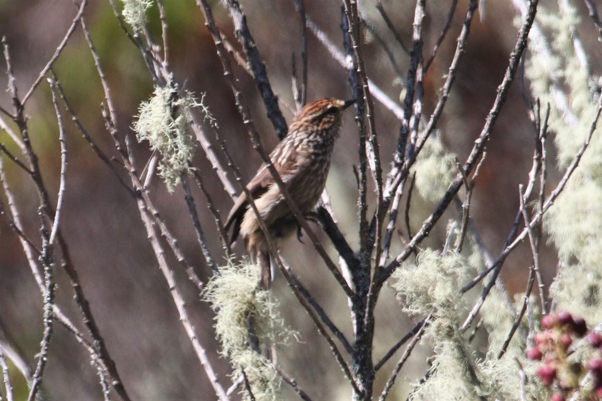 Andean Tit-Spinetail - ML616463326
