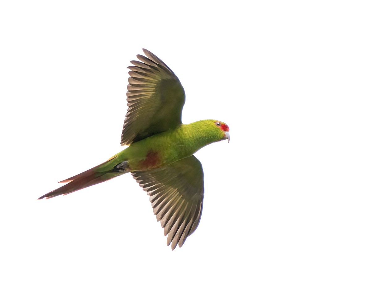 Папуга-червонохвіст довгодзьобий - ML616463343