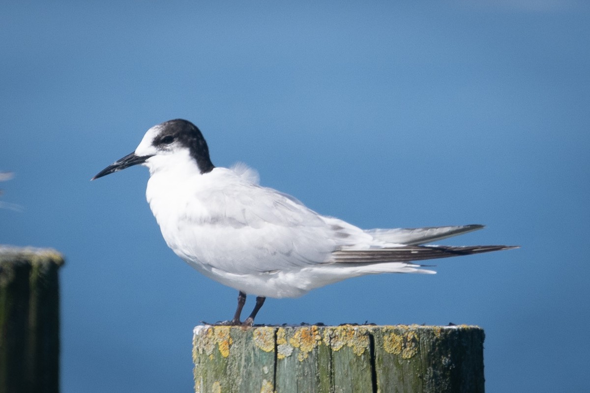 White-fronted Tern - ML616463374