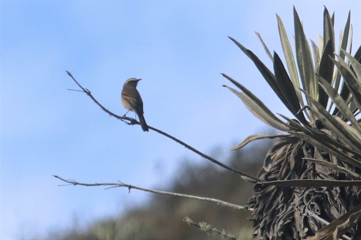 Brown-backed Chat-Tyrant - ML616463417