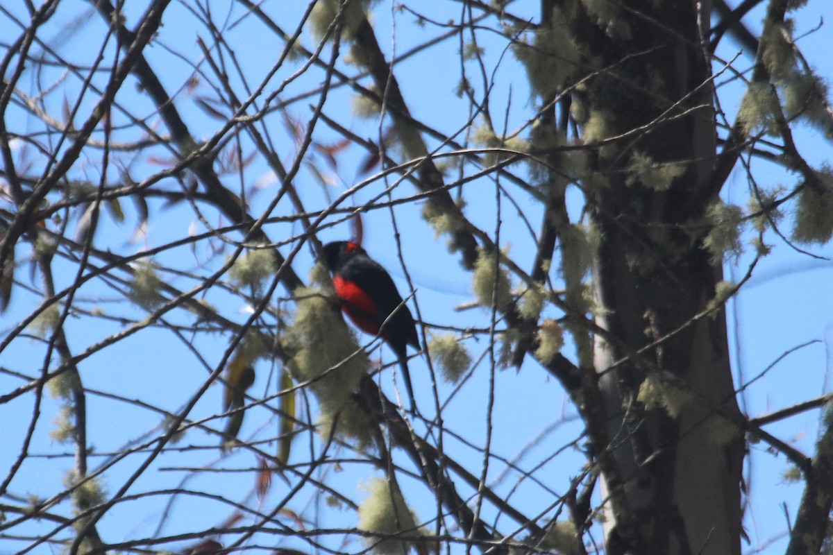 Scarlet-bellied Mountain Tanager - ML616463469