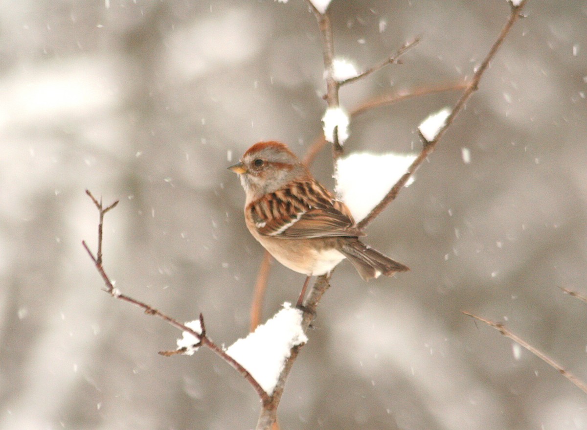 eBird Checklist - 25 Mar 2024 - *Northland Ravine - 18 species