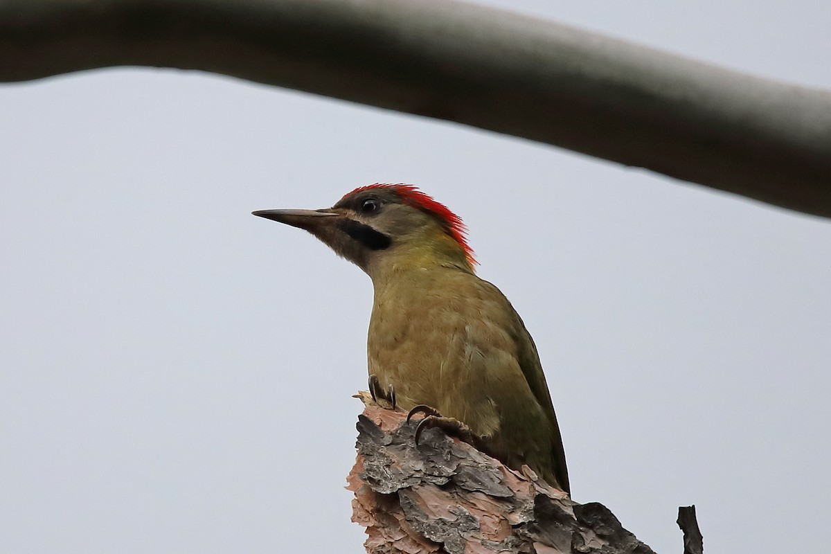 Levaillant's Woodpecker - ML616463802