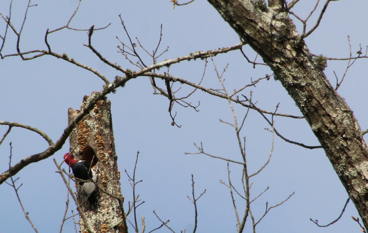 Red-headed Woodpecker - ML616463889