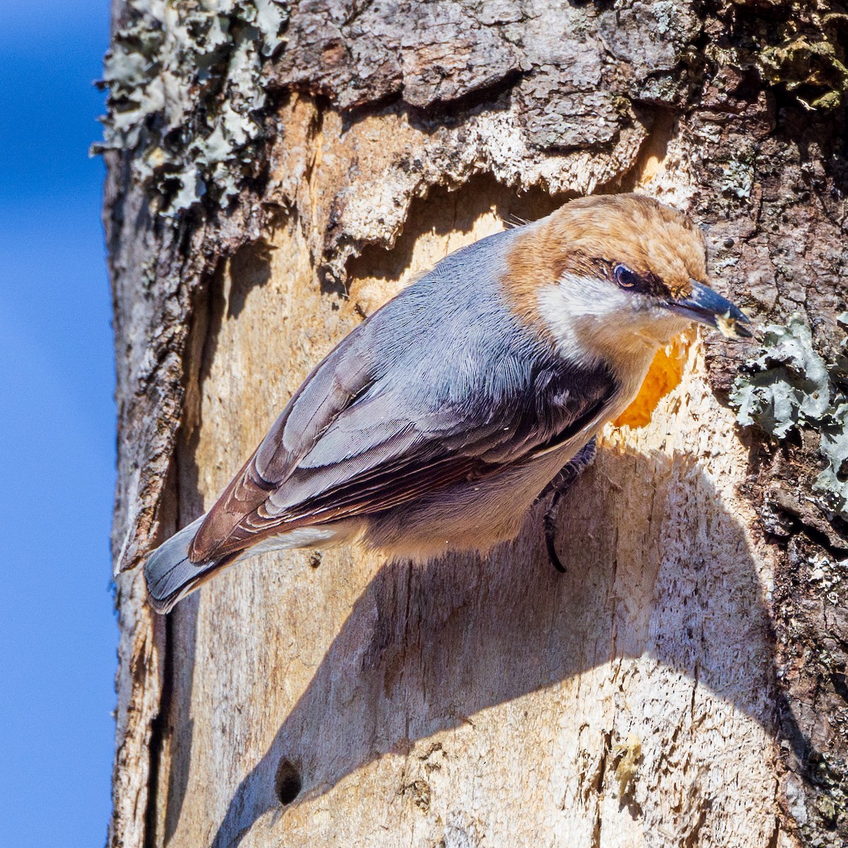 Brown-headed Nuthatch - ML616463910