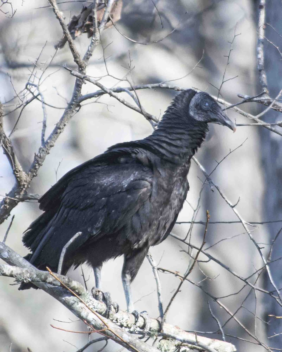 Black Vulture - ML616463974
