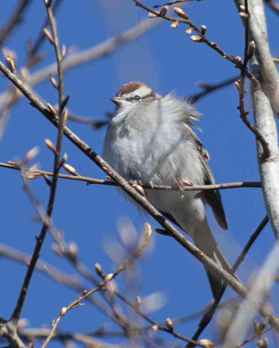 Chipping Sparrow - ML616464039