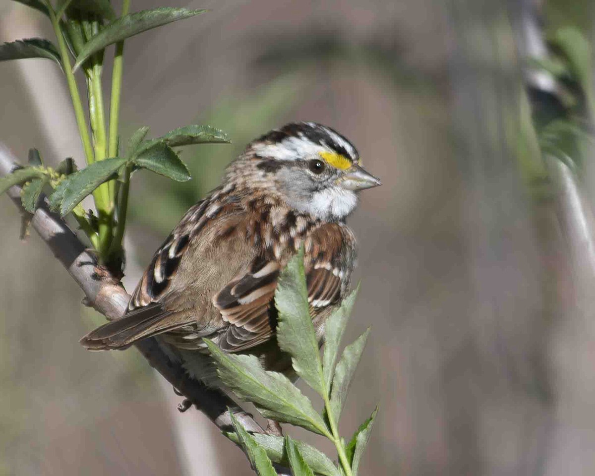 White-throated Sparrow - ML616464053