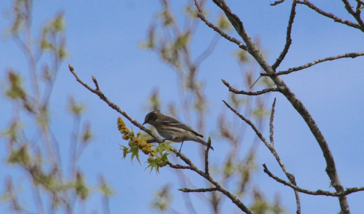 lesňáček žlutoskvrnný (ssp. coronata) - ML616464120