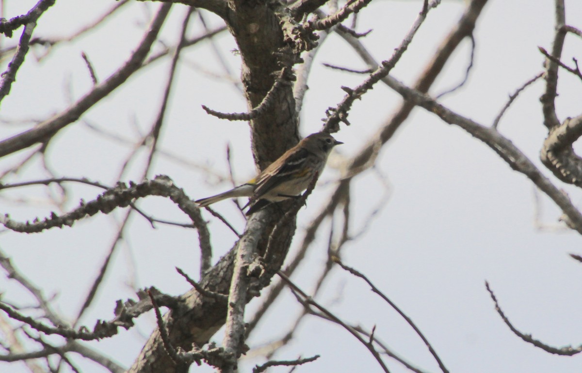 Yellow-rumped Warbler (Myrtle) - ML616464121