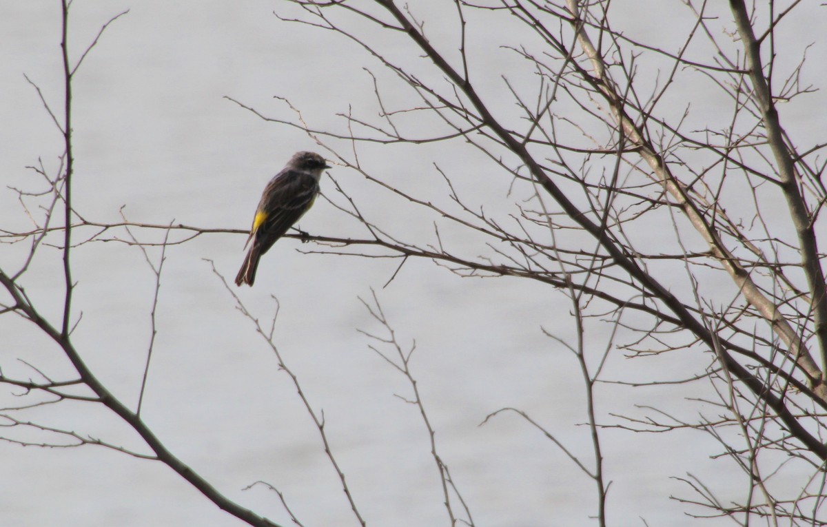 Yellow-rumped Warbler (Myrtle) - ML616464123