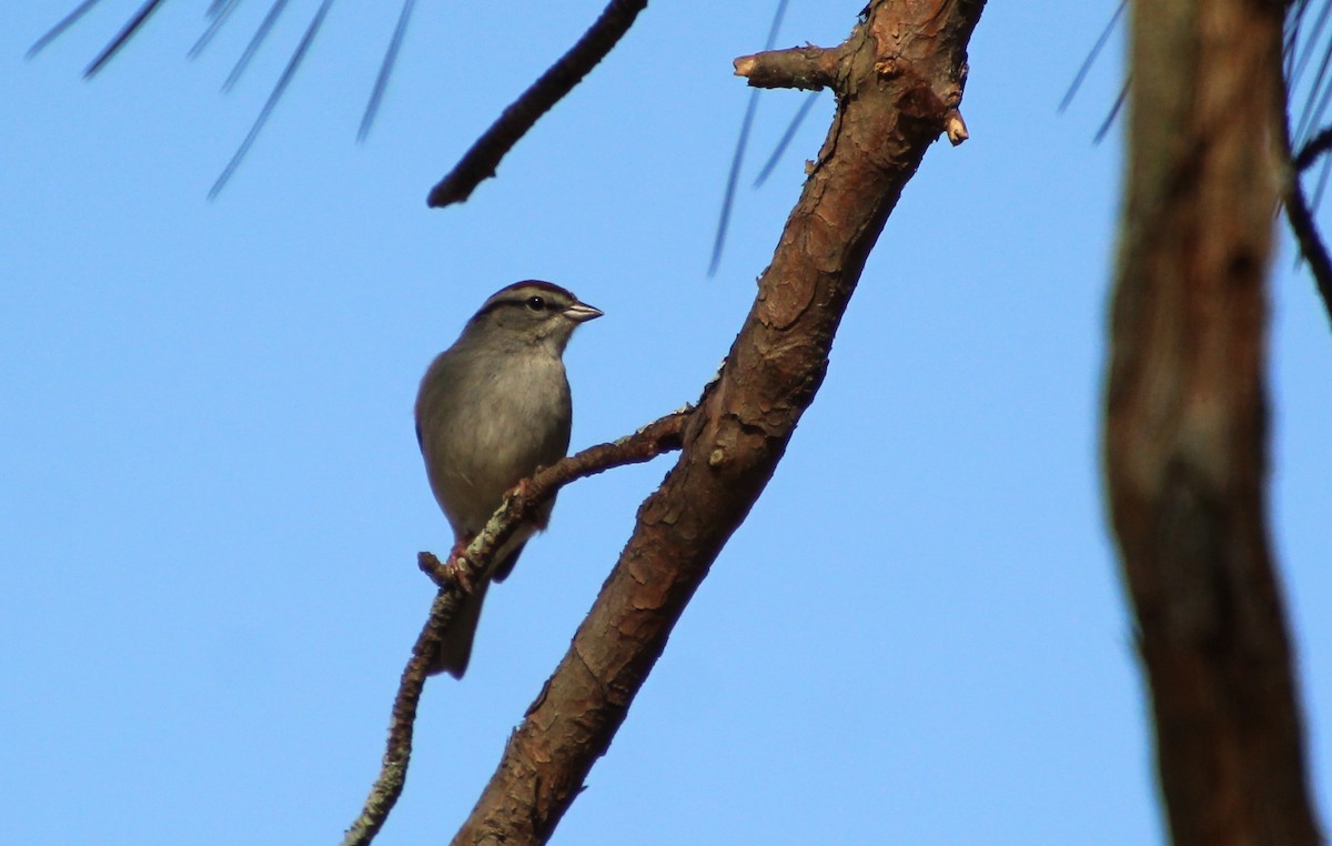Chipping Sparrow - ML616464159