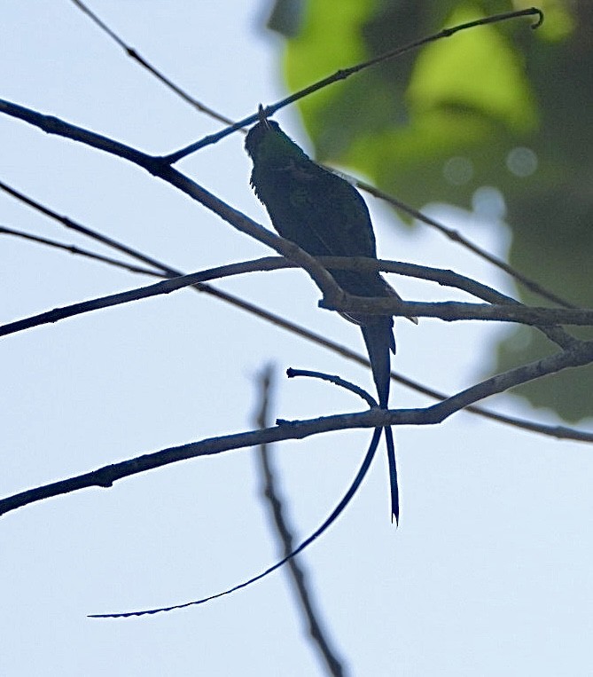 kolibřík černozobý - ML616464335