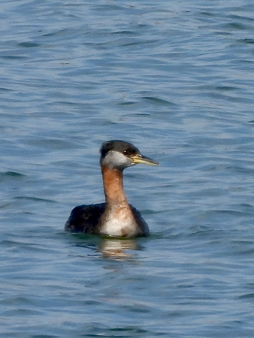 Red-necked Grebe - ML616464375