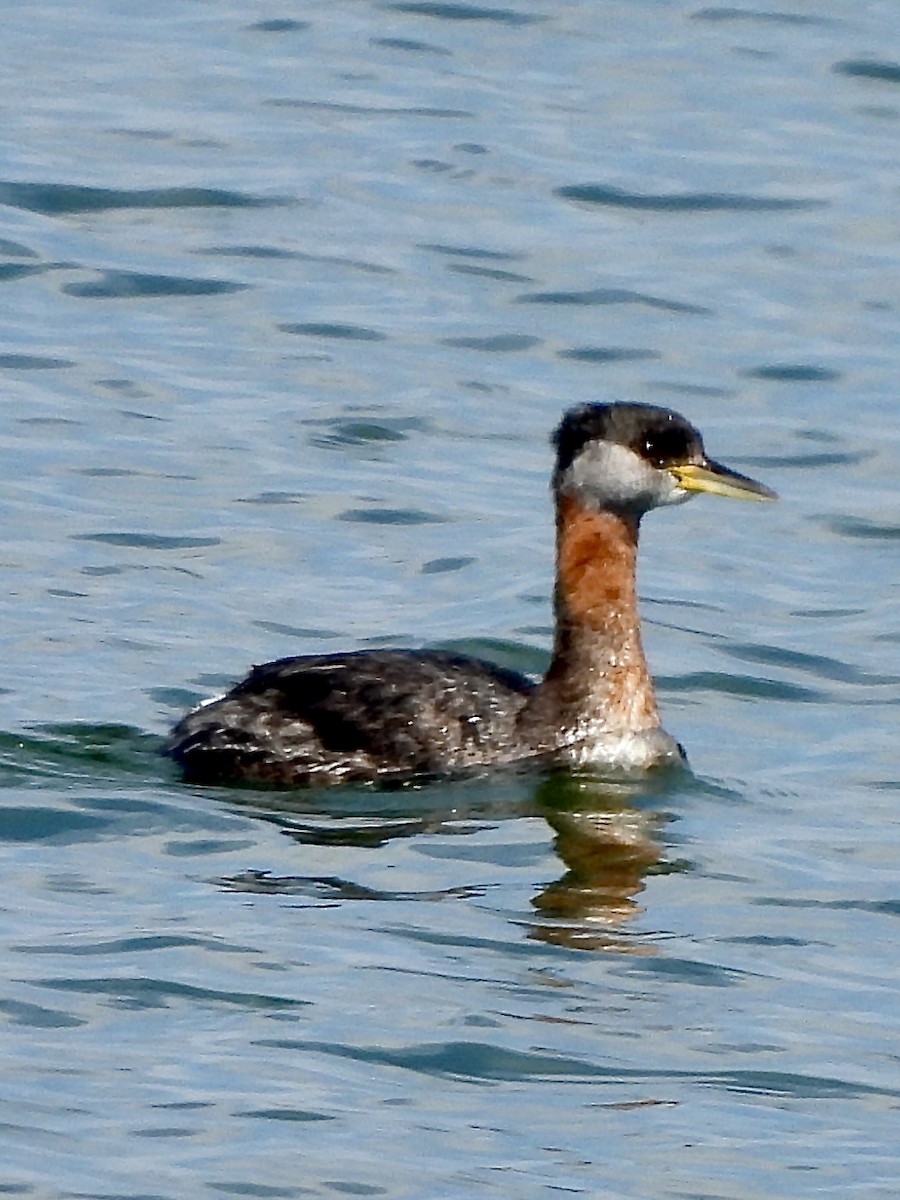 Red-necked Grebe - ML616464376