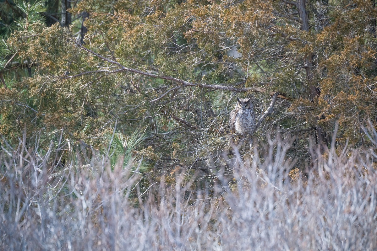 Long-eared Owl - ML616464602