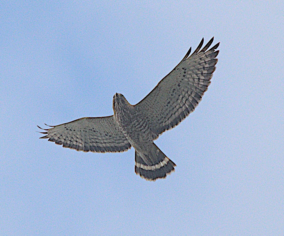 Broad-winged Hawk - ML616464783
