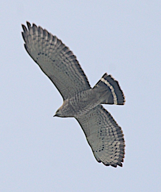 Broad-winged Hawk - ML616464784